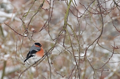 David Plant Photography - Wildlife Photographer - Bullfinch - B